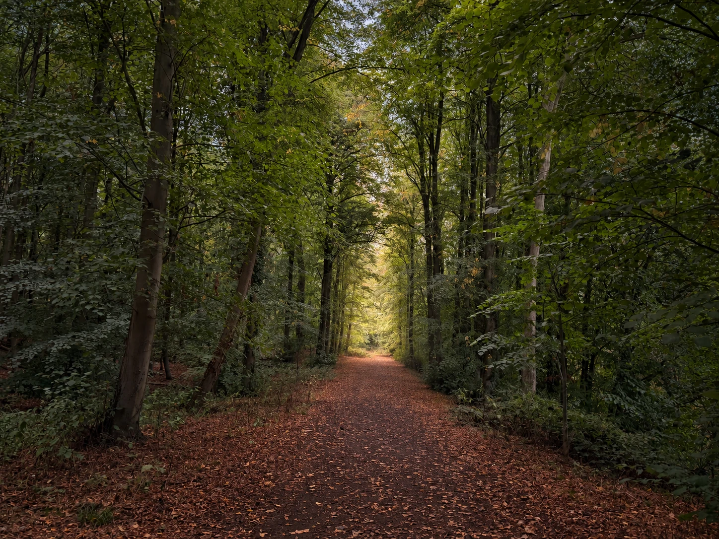 A sheltered woodland path in Ampthill Great Park, with warm light in the distance